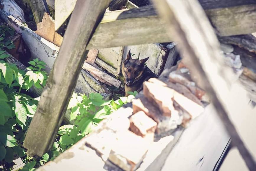 Salvatorul teleormanean INA  in tabara de pregatire canina | imaginea 1