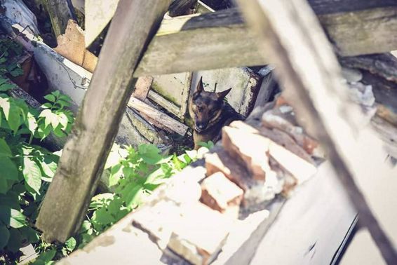 Salvatorul teleormanean INA in tabara de pregatire canina | imaginea 1