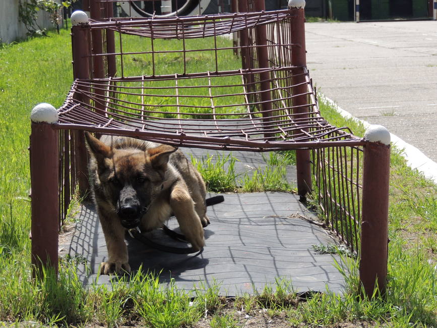 Bebe   cainele salvator   cel mai nou  angajat  al ISU Hunedoara | imaginea 1