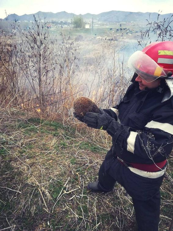 Cum ar fi ca omul sa fie in locul ariciului | imaginea 1