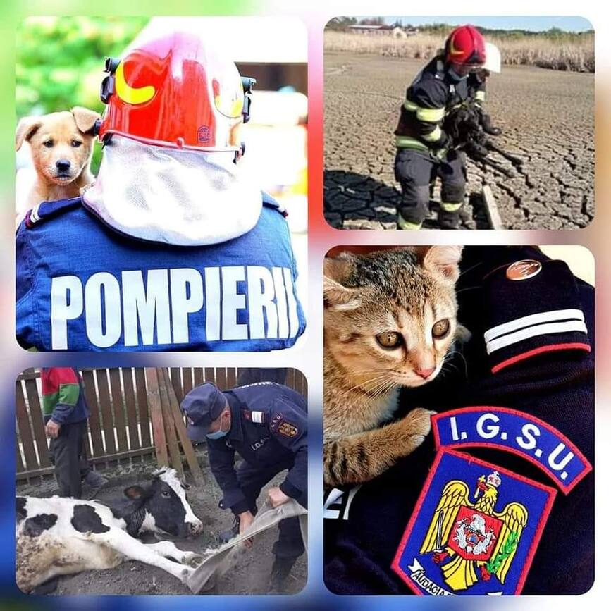 octombrie   Ziua Mondiala a Animalelor | imaginea 1