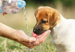 Si animalelor le este sete | imaginea 1
