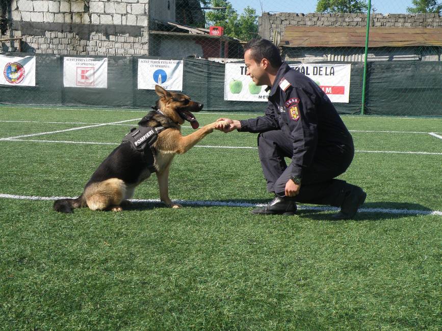 Sasha  cainele salvator al ISU Arges  retras din serviciu | imaginea 1