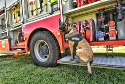 La Multi Ani Gaha | imaginea 1