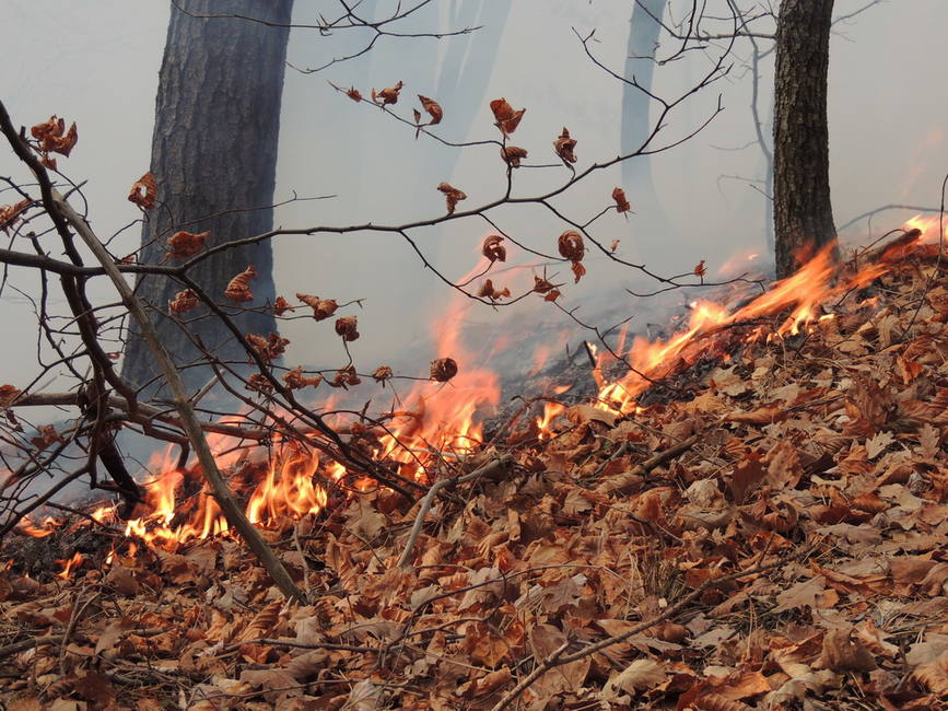 Incendiu de litiera de padure in masivul Sureanu | imaginea 1