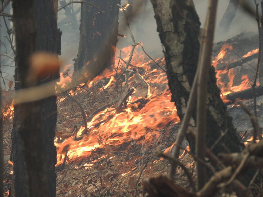 Incendiu de litiera de padure in masivul Sureanu | imaginea 2