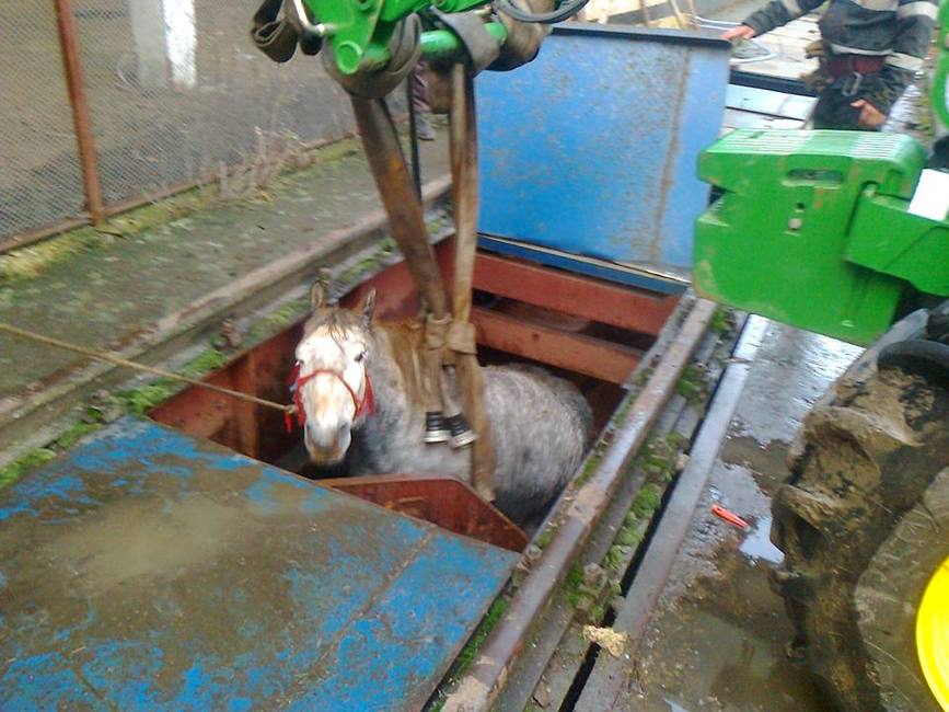 Dupa ore de chin  pompierii au salvat un cal cazut intr o groapa de peste 2 metri adancime | imaginea 1