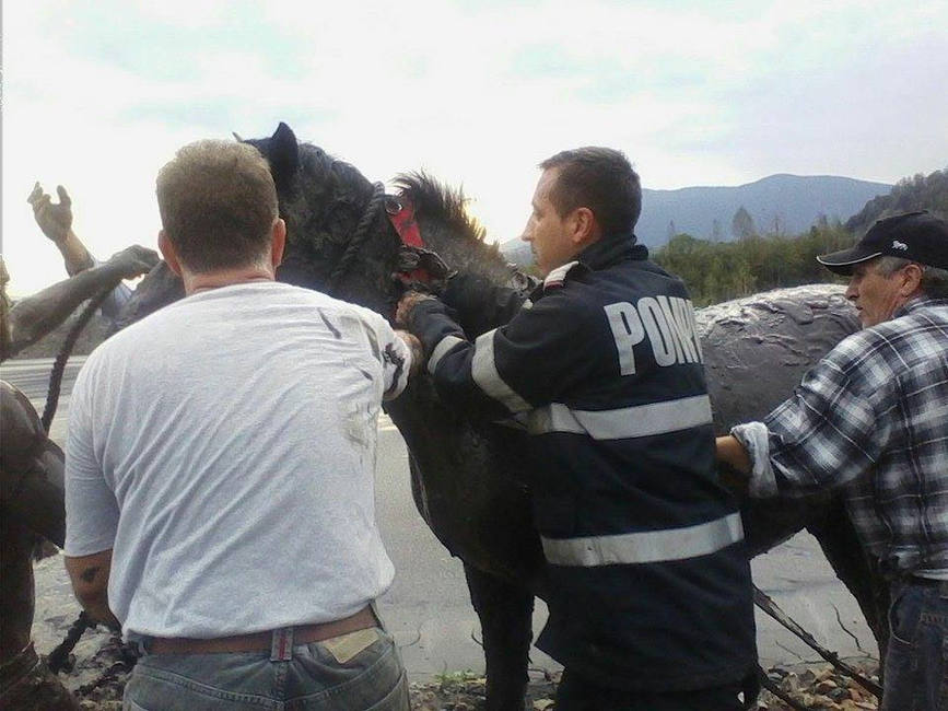 Pompierii petrosaneni implicati in salvarea a 3 cai ce riscau sa se inece intr un lac de steril | imaginea 1