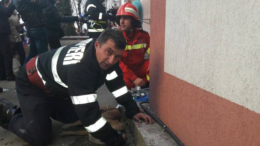 Un pompier a uimit o lume intreaga  a resuscitat  la propriu  un catel | imaginea 1