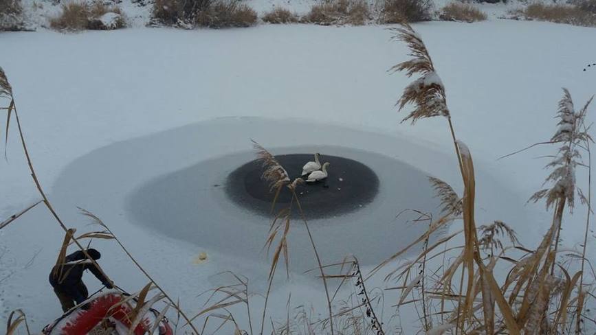 Pompierii au salvat doua lebede de pe un lac inghetat | imaginea 1