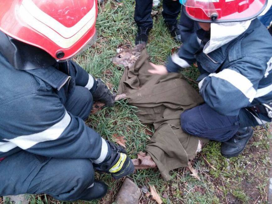 Doi pui de caprioara si o vitea salvati de pompierii militari | imaginea 1