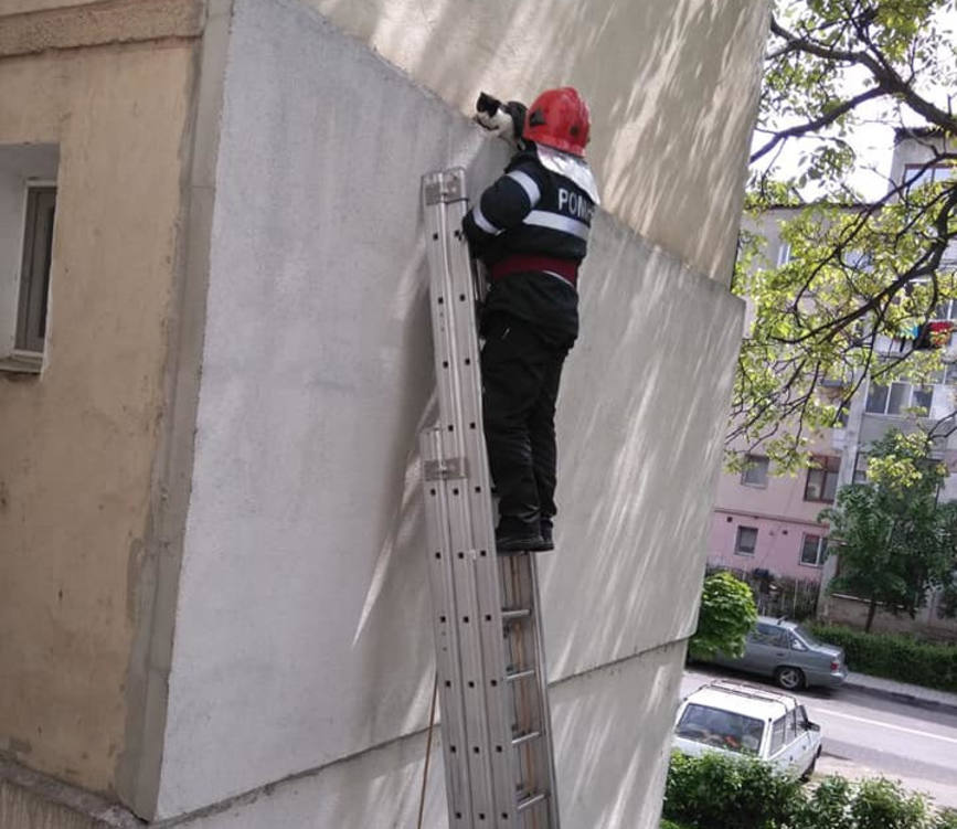 Au raspuns strigatului de ajutor al unei pisicute | imaginea 1