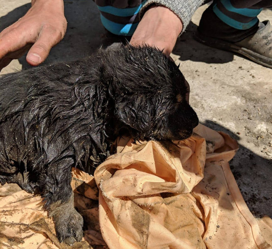 Catel salvat de pompierii doljeni  dintr o canalizare | imaginea 1