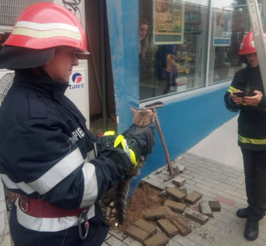 Pisicuta salvata de un echipaj din cadrul Detasamentului de Pompieri Focsani | imaginea 1