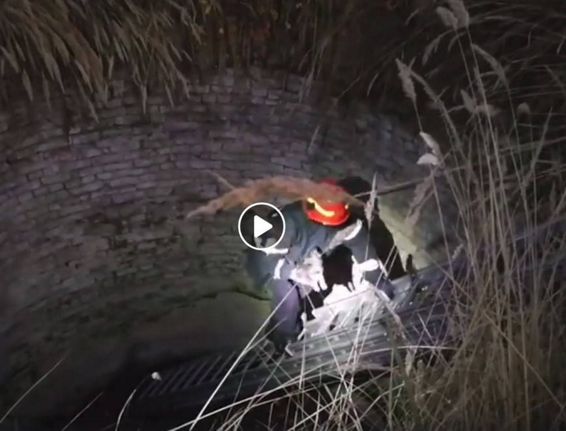Doi catei salvati dintr o groapa pe un teren din municipiul Slatina | imaginea 1