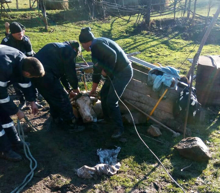 Misiune a pompierilor bradeni pentru salvarea unei vacute cazuta intr o fantana | imaginea 1