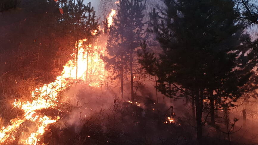 SOS Padurea   Incendiu de litiera de padure | imaginea 1