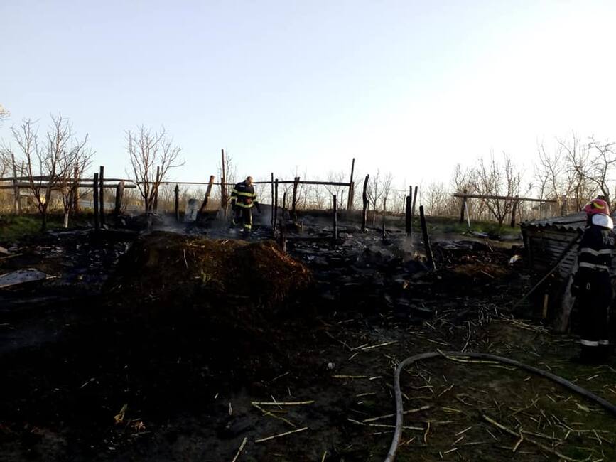 22 de animale au pierit in urma unui incendiu de resturi vegetale | imaginea 1