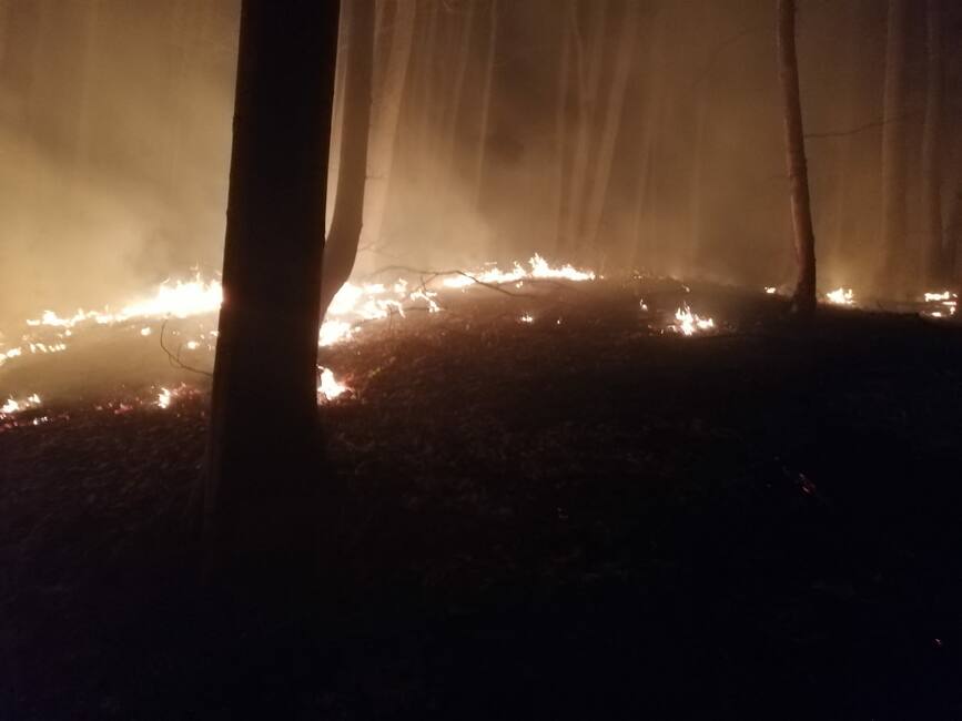 Incendiu de litiera in padurea din Iedera  Dambovita | imaginea 1