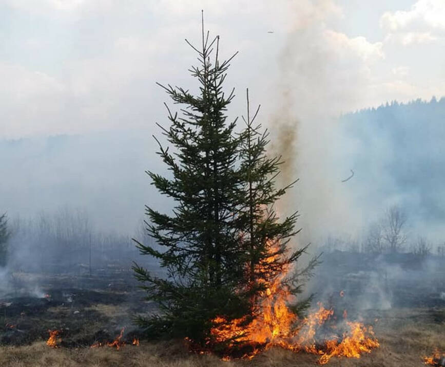 Incendiu violent pe 10 hectare de exploatare forestiera | imaginea 1
