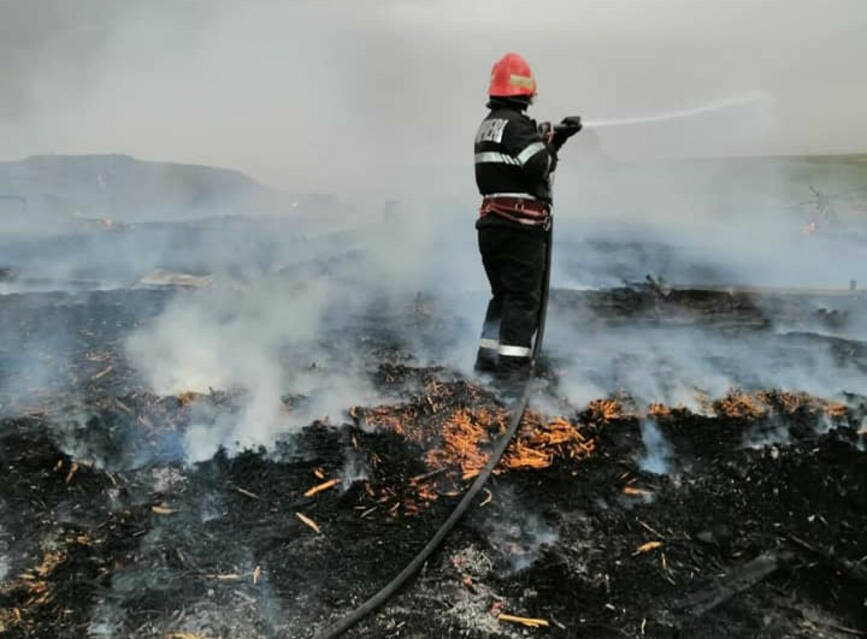 Incendiu la un adapost de animale | imaginea 1