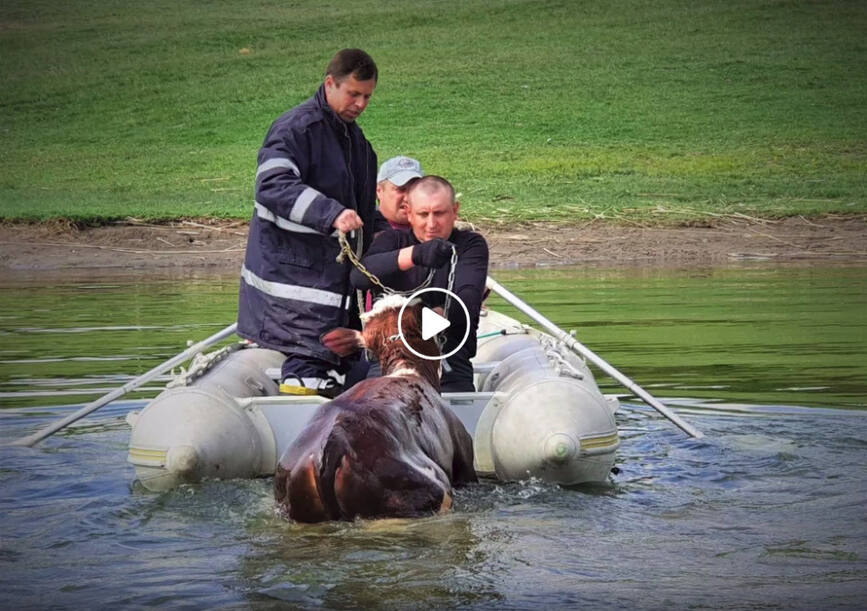 Vitica recuperata de pompierii sireteni de pe insulitele unui lac de acumulare | imaginea 1