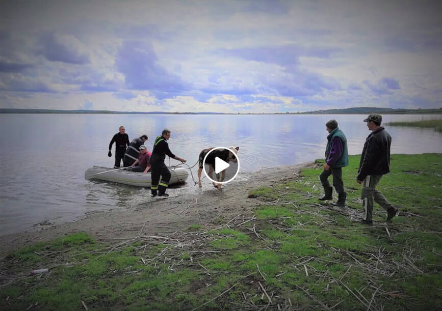 Vitica recuperata de pompierii sireteni de pe insulitele unui lac de acumulare | imaginea 2