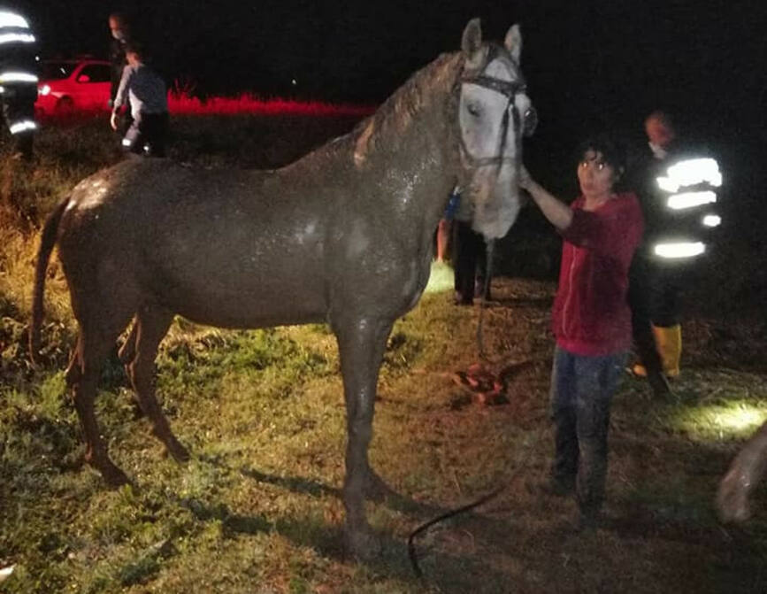 Cal cazut intr o groapa  salvat de pompieri | imaginea 1