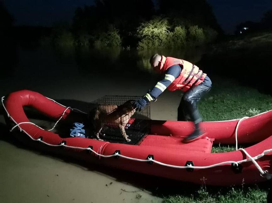 Catel surprins de apele revarsate  salvat de pompierii timiseni | imaginea 1