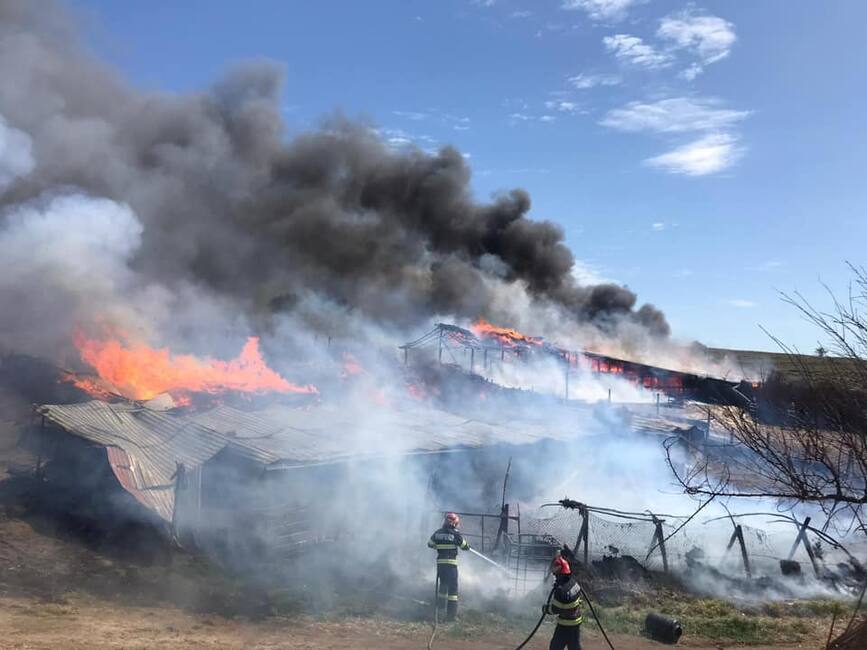 Incendiu la un adapost de animale si la depozitul de furaje | imaginea 1