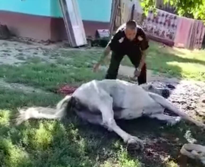 Cal cazut intr un put adanc  salvat de pompierii vranceni in colaborare cu SVSU Bolotesti | imaginea 1