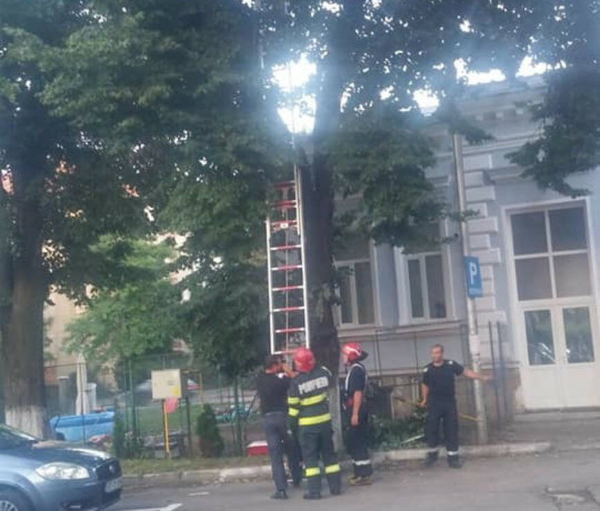 Doua pisicute  salvate de pompierii botosaneni intr un interval de o ora | imaginea 1