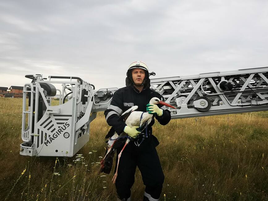 Misiune de salvare a unei berze prinse in firele de electricitate | imaginea 1