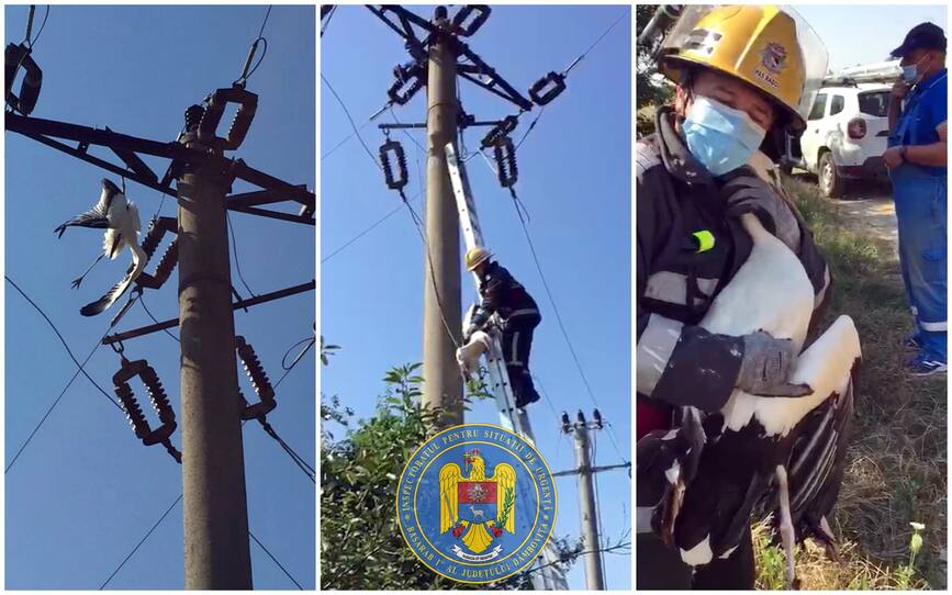 Barza salvata dintre firele de electricitate  de pompierii de la Garda Cornesti  Dambovita | imaginea 1