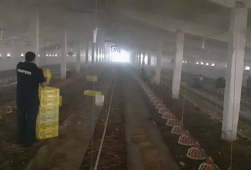 Incendiu violent la o hala in care au murit 12 000 de pui de o zi | imaginea 1