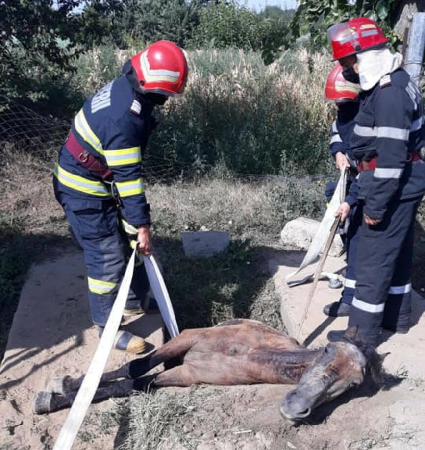 Interventie de extragere a unui cal cazut intr un sant | imaginea 1