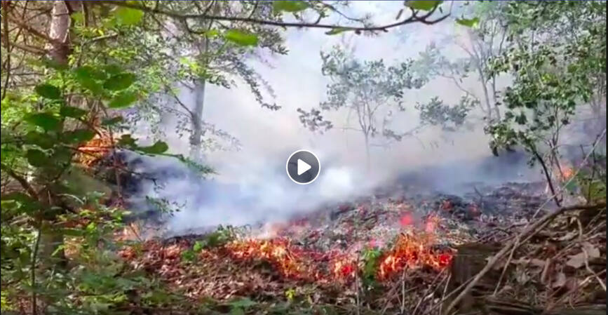 Interventie riscanta pentru stingerea unui incendiu de padure | imaginea 1