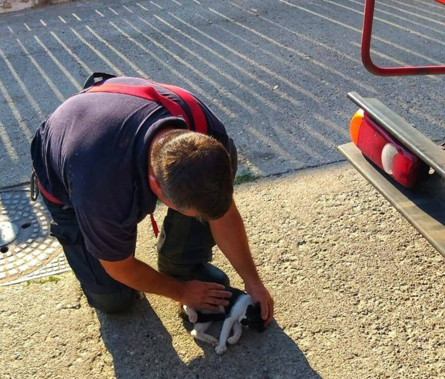 Pisicuta ajunsa aproape de cablurile de electricitate  salvata de pompierii giurgiuveni | imaginea 1