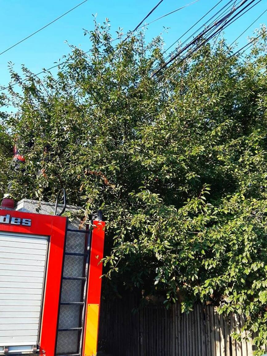 Pisicuta ajunsa aproape de cablurile de electricitate  salvata de pompierii giurgiuveni | imaginea 2