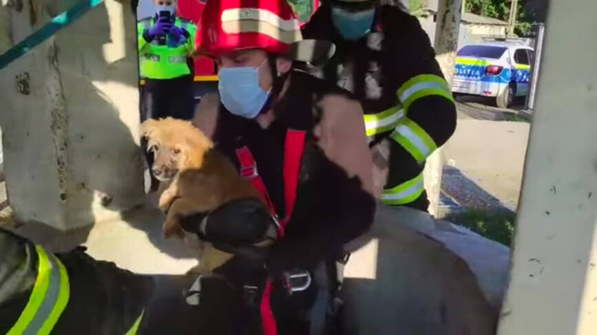 Pompierii adjudeni au salvat un caine cazut intr o fantana dezafectata | imaginea 2