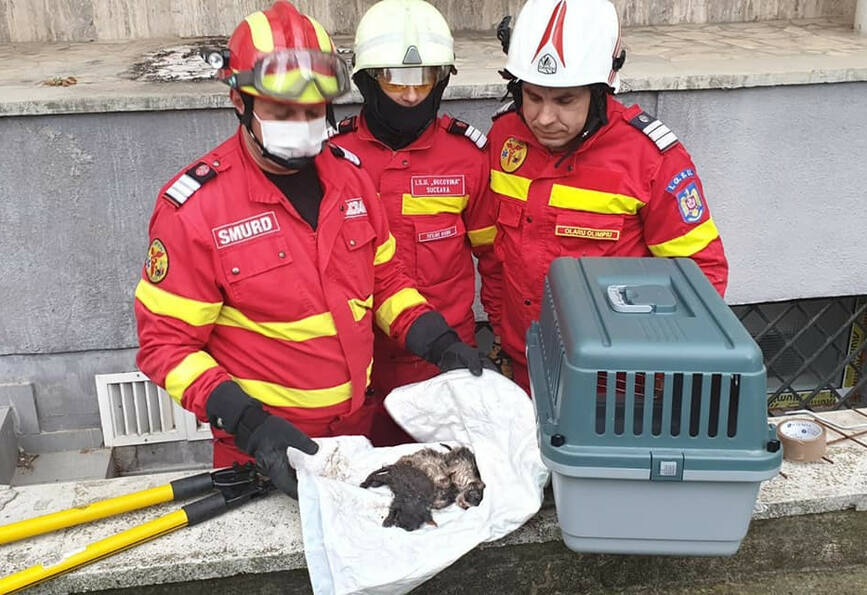 Trei pisoi au fost salvati de pompierii suceveni | imaginea 1