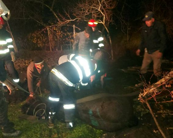 Au actionat unitar pentru salvarea unui cal cazut intr o fantana neacoperita | imaginea 1