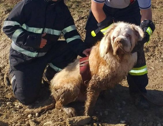 Au salvat un caine nevazator cazut intr un lac | imaginea 1