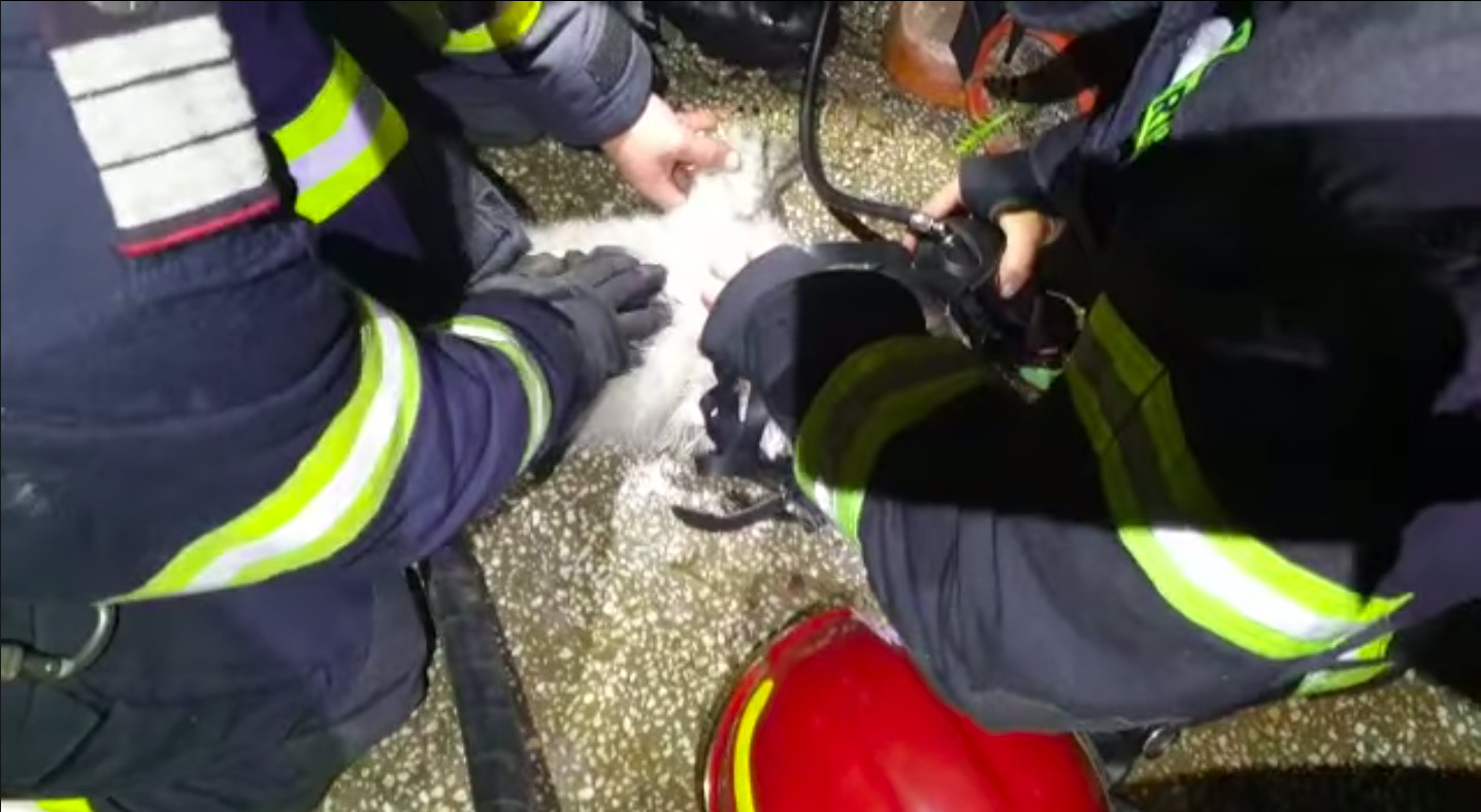 Un catel a fost victima unui incendiu de apartament in Satu Mare | imaginea 1