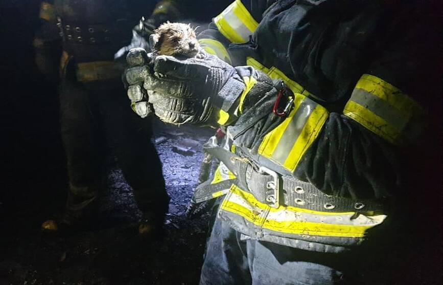 3 catelusi au fost salvati  dar un barbat si a pierdut viata | imaginea 1