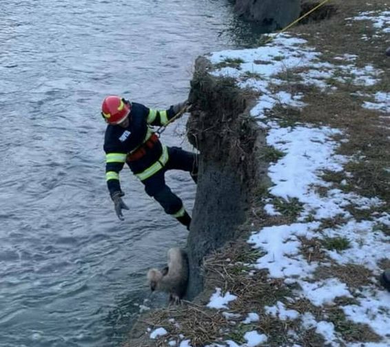 Au salvat un catel cazut in apele reci ale Sucevei | imaginea 1