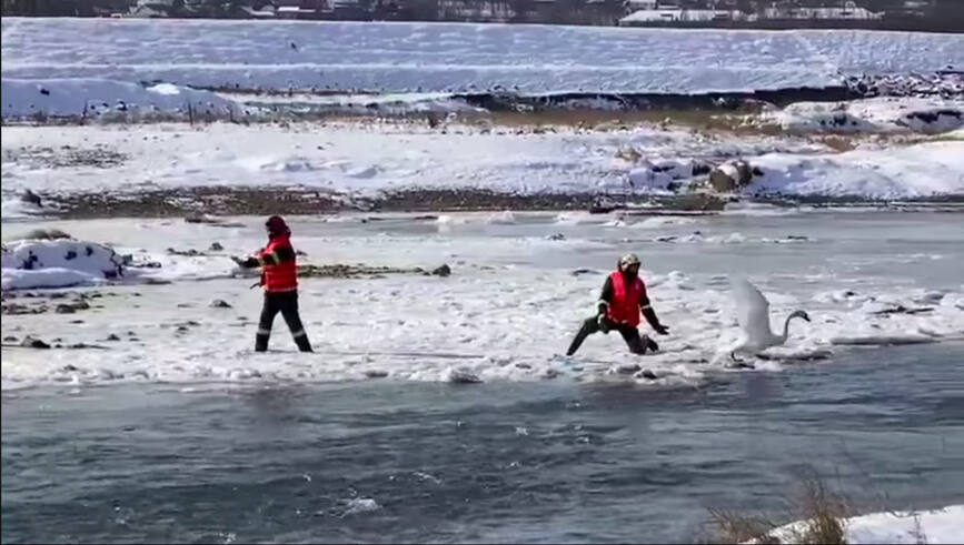 Au salvat lebedele prinse in gheata  pe raurile Siret si Suceava | imaginea 1