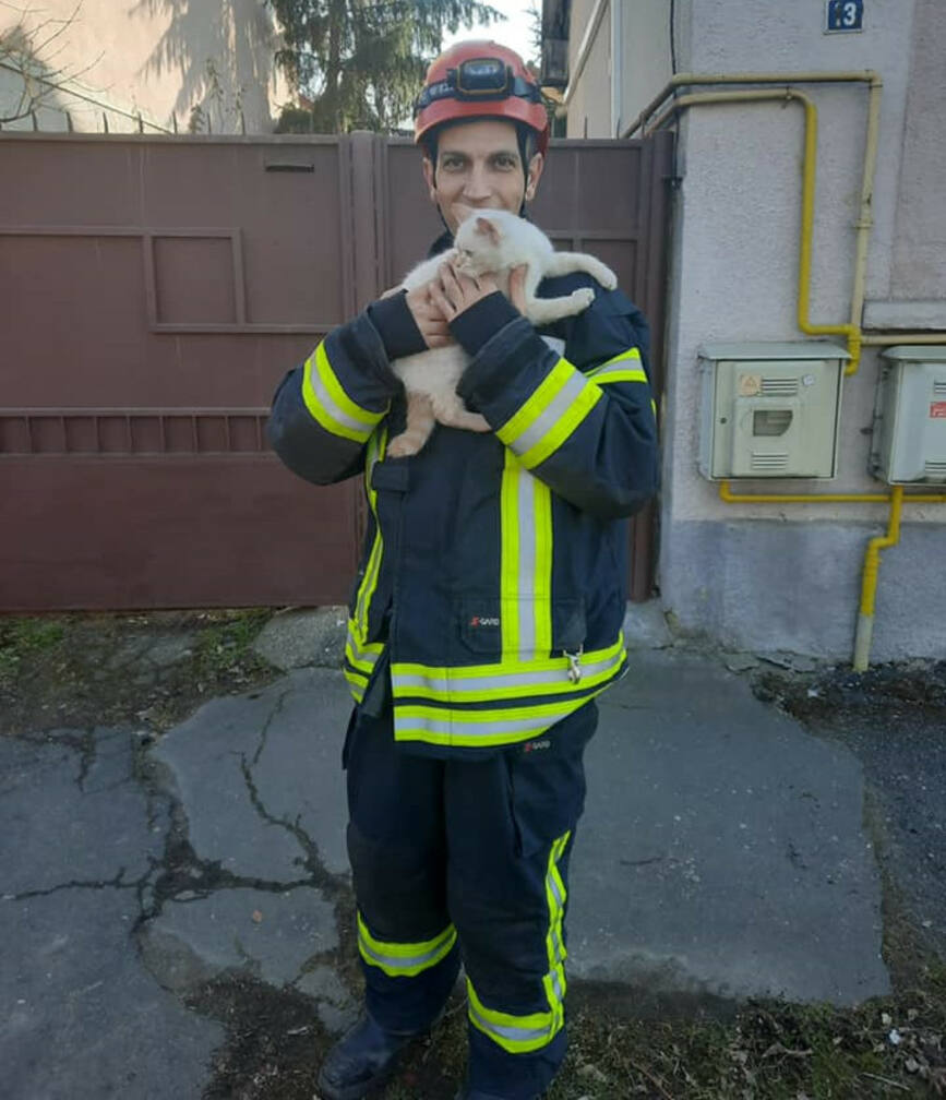 Pisica salvata de pompierii satmareni | imaginea 1