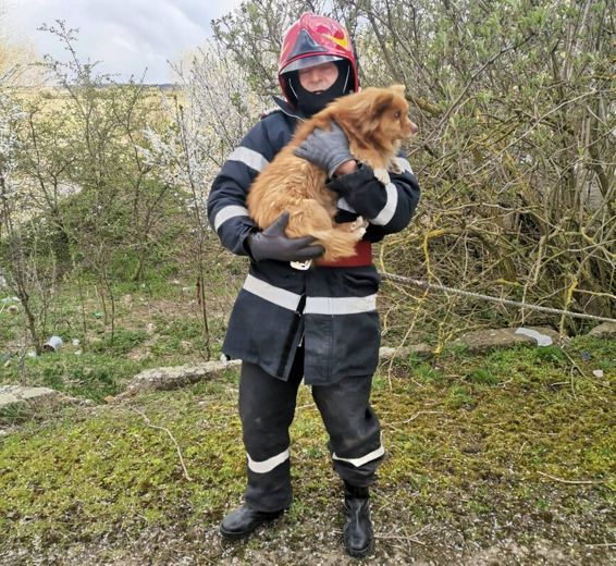 Au salvat un catel si l au adoptat | imaginea 1