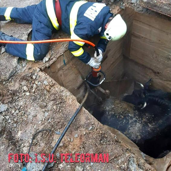 Interventie pentru salvarea unei vaci cazute in canal | imaginea 1